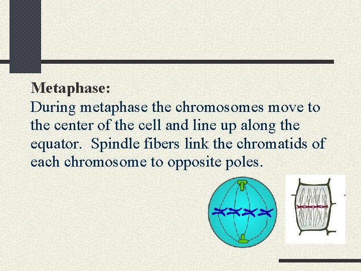 Metaphase: During metaphase the chromosomes move to the center of the cell and line
