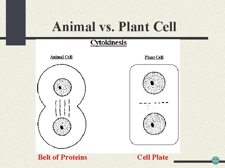 Animal vs. Plant Cell Belt of Proteins Cell Plate 