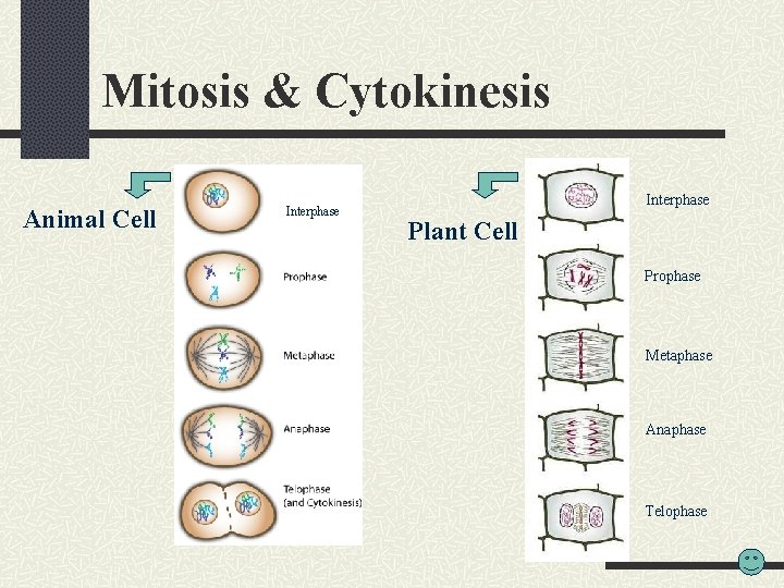 Mitosis & Cytokinesis Animal Cell Interphase Plant Cell Prophase Metaphase Anaphase Telophase 