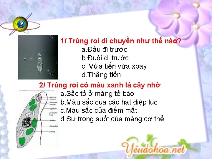 1/ Trùng roi di chuyển như thế nào? a. Đầu đi trước b. Đuôi