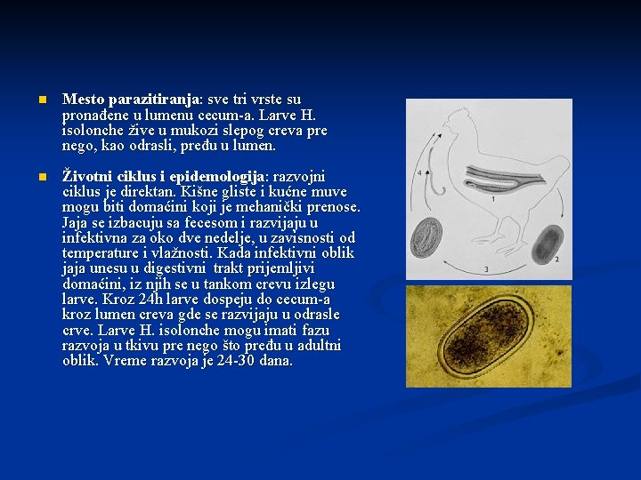 n Mesto parazitiranja: sve tri vrste su pronađene u lumenu cecum-a. Larve H. isolonche