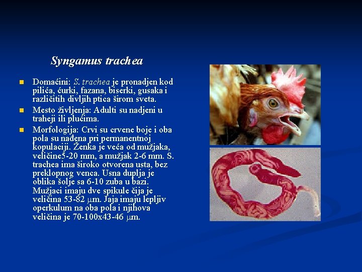Syngamus trachea n n n Domaćini: S. trachea je pronadjen kod pilića, ćurki, fazana,
