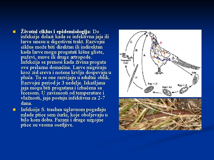 n n Životni ciklus i epidemiologija: Do infekcije dolazi kada se infektivna jaja ili