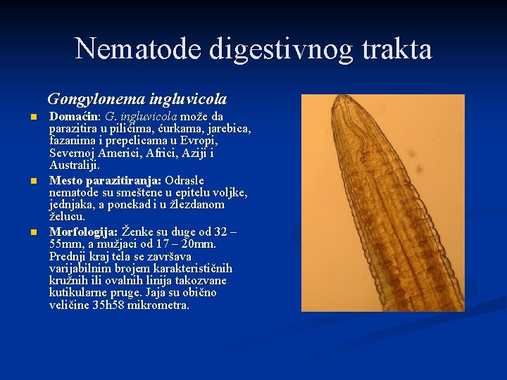 Nematode digestivnog trakta Gongylonema ingluvicola n n n Domaćin: G. ingluvicola može da parazitira