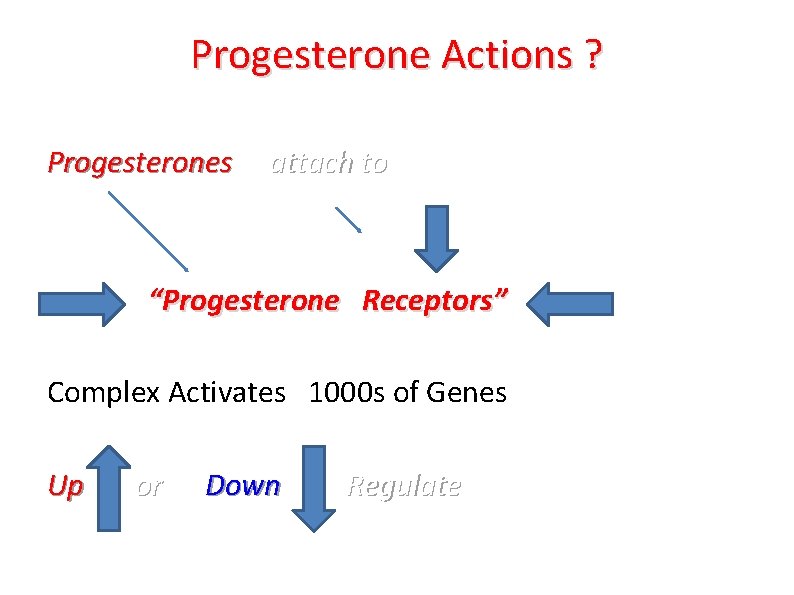 Progesterone Actions ? Progesterones attach to “Progesterone Receptors” Complex Activates 1000 s of Genes