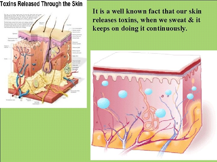 It is a well known fact that our skin releases toxins, when we sweat It is a well known fact that our skin releases toxins, when we sweat