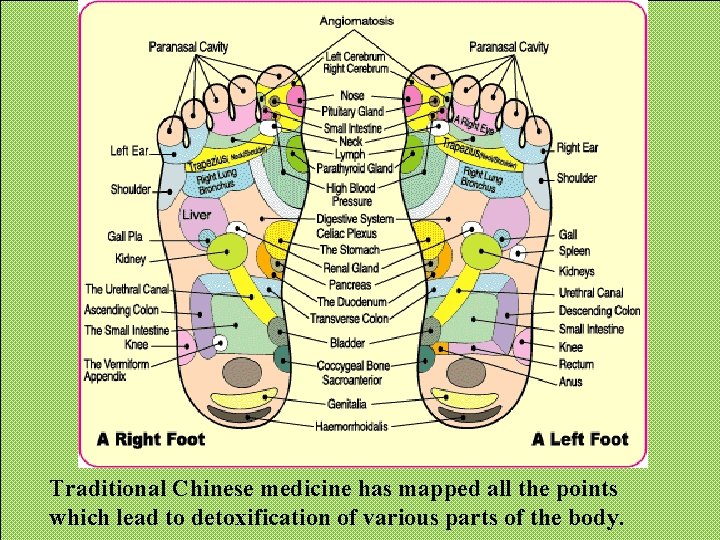 Traditional Chinese medicine has mapped all the points which lead to detoxification of various Traditional Chinese medicine has mapped all the points which lead to detoxification of various