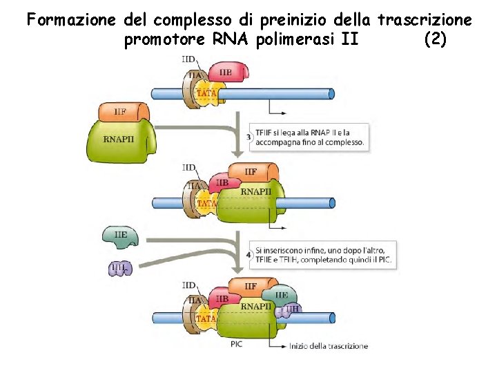 Formazione del complesso di preinizio della trascrizione promotore RNA polimerasi II (2) 