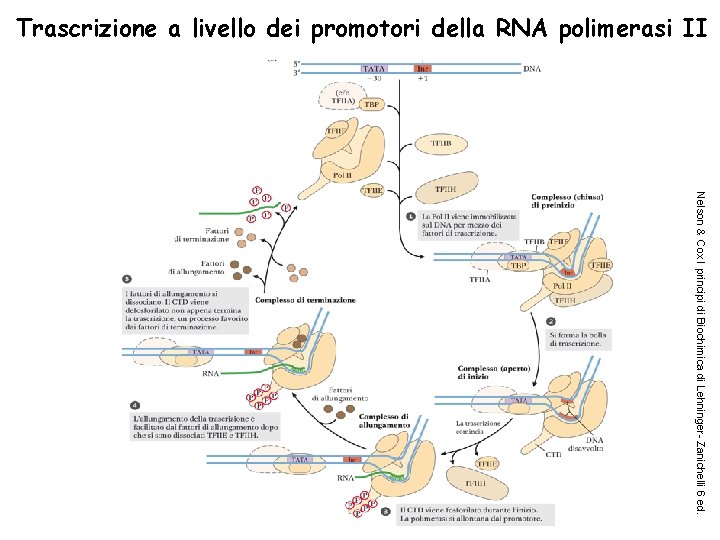 Trascrizione a livello dei promotori della RNA polimerasi II Nelson & Cox I principi