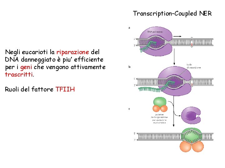 Transcription-Coupled NER Negli eucarioti la riparazione del DNA danneggiato è piu’ efficiente per i