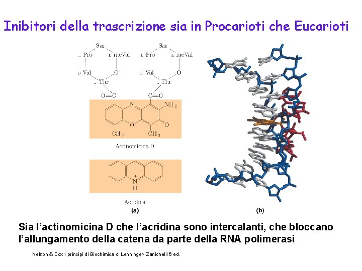 Inibitori della trascrizione sia in Procarioti che Eucarioti Sia l’actinomicina D che l’acridina sono