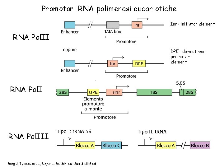 Promotori RNA polimerasi eucariotiche Inr= initiator element RNA Pol. II DPE= downstream promoter element