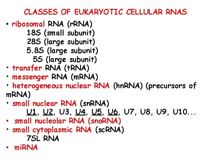 CLASSES OF EUKARYOTIC CELLULAR RNAS • ribosomal RNA (r. RNA) 18 S (small subunit)