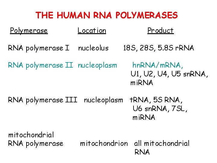 THE HUMAN RNA POLYMERASES Polymerase Location Product RNA polymerase I nucleolus 18 S, 28
