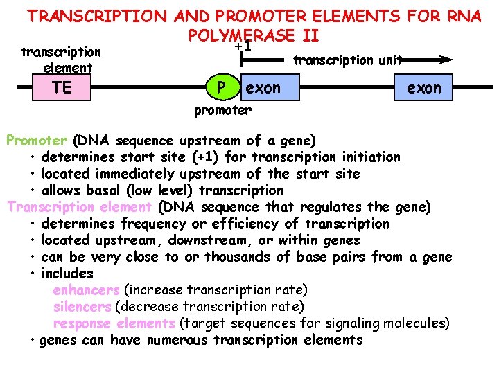 TRANSCRIPTION AND PROMOTER ELEMENTS FOR RNA POLYMERASE II +1 transcription element TE transcription unit