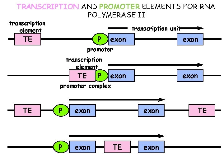 TRANSCRIPTION AND PROMOTER ELEMENTS FOR RNA POLYMERASE II transcription element transcription unit TE P