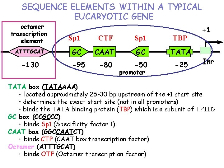 SEQUENCE ELEMENTS WITHIN A TYPICAL EUCARYOTIC GENE octamer transcription element ATTTGCAT -130 Sp 1