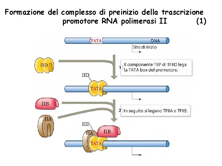 Formazione del complesso di preinizio della trascrizione promotore RNA polimerasi II (1) 