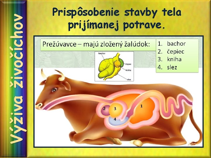 Výživa živočíchov Prispôsobenie stavby tela prijímanej potrave. Výživa živočíchov Prispôsobenie stavby tela prijímanej potrave.