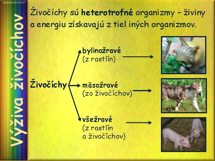 Výživa živočíchov Živočíchy sú heterotrofné organizmy – živiny a energiu získavajú z tiel iných