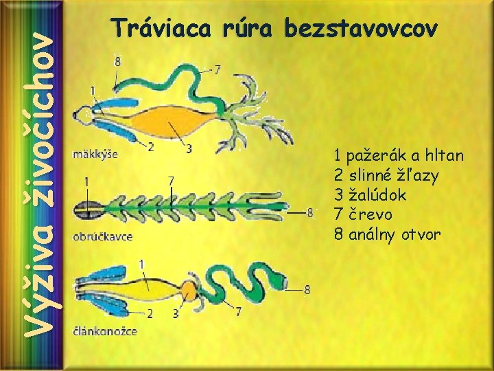 Výživa živočíchov Tráviaca rúra bezstavovcov 1 pažerák a hltan 2 slinné žľazy 3 žalúdok Výživa živočíchov Tráviaca rúra bezstavovcov 1 pažerák a hltan 2 slinné žľazy 3 žalúdok