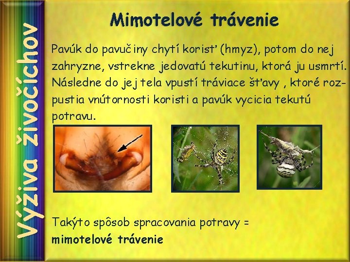 Výživa živočíchov Mimotelové trávenie Pavúk do pavučiny chytí korisť (hmyz), potom do nej zahryzne, Výživa živočíchov Mimotelové trávenie Pavúk do pavučiny chytí korisť (hmyz), potom do nej zahryzne,