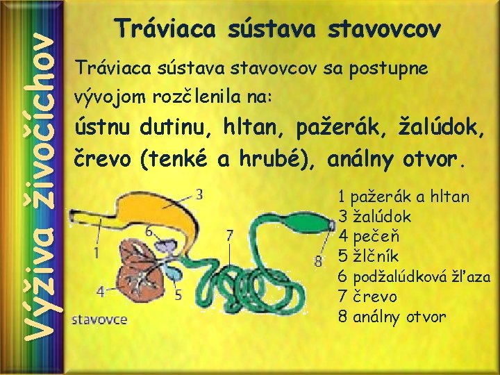 Výživa živočíchov Tráviaca sústava stavovcov sa postupne vývojom rozčlenila na: ústnu dutinu, hltan, pažerák,