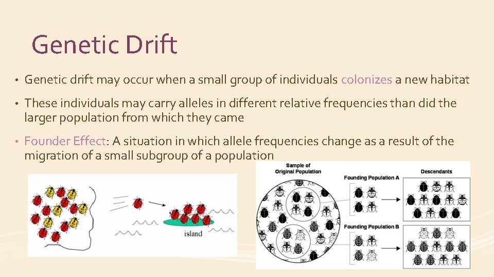 Genetic Drift • Genetic drift may occur when a small group of individuals colonizes