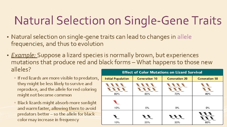 Natural Selection on Single-Gene Traits • Natural selection on single-gene traits can lead to