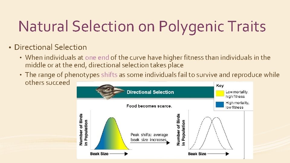 Natural Selection on Polygenic Traits • Directional Selection When individuals at one end of