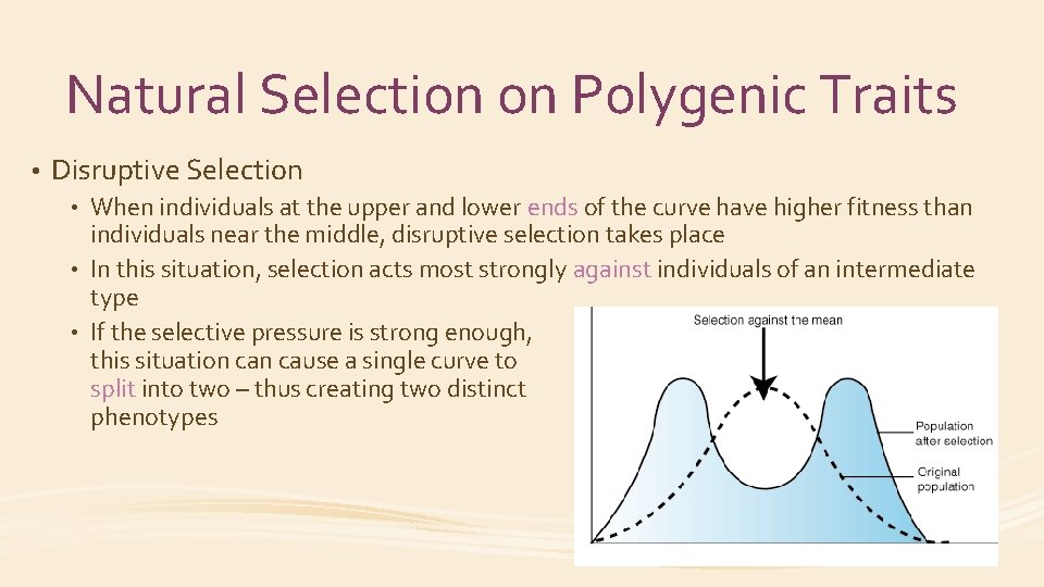 Natural Selection on Polygenic Traits • Disruptive Selection When individuals at the upper and