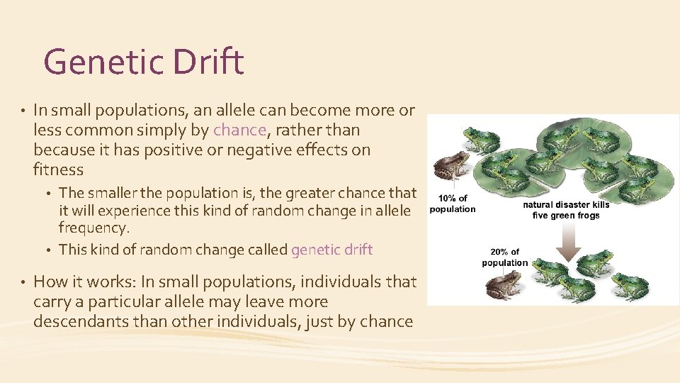 Genetic Drift • In small populations, an allele can become more or less common