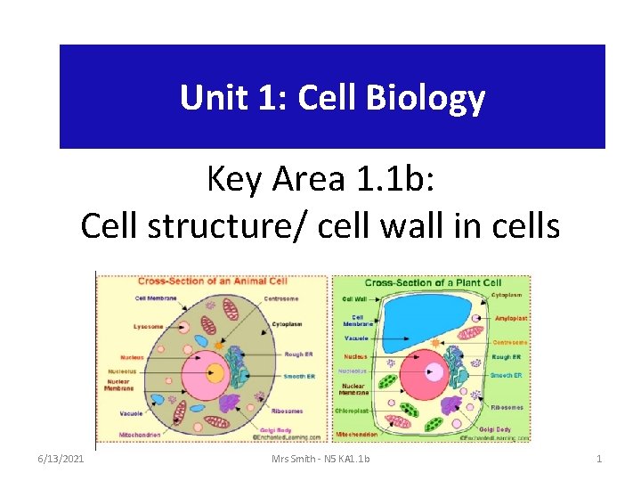 Unit 1: Cell Biology Key Area 1. 1 b: Cell structure/ cell wall in