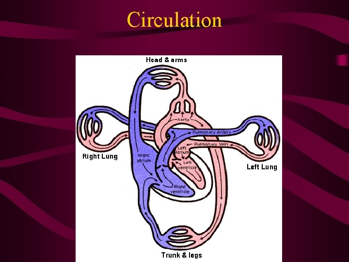 Circulation Circulation
