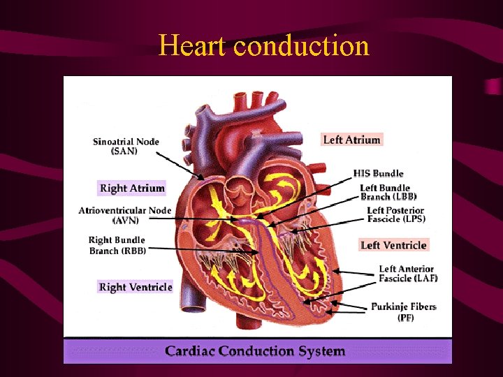 Heart conduction Heart conduction
