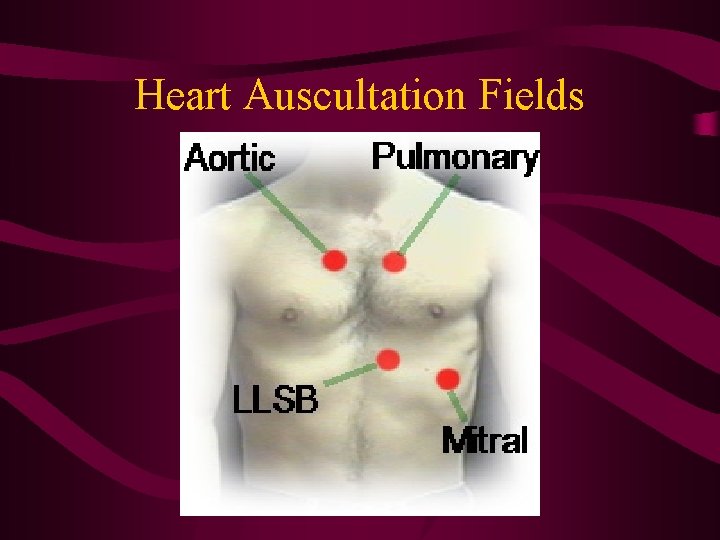 Heart Auscultation Fields Heart Auscultation Fields