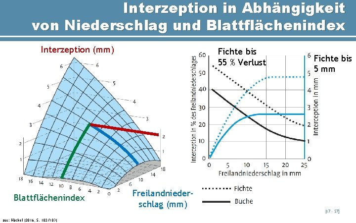 Interzeption in Abhängigkeit von Niederschlag und Blattflächenindex Interzeption (mm) Blattflächenindex Fichte bis 55 %