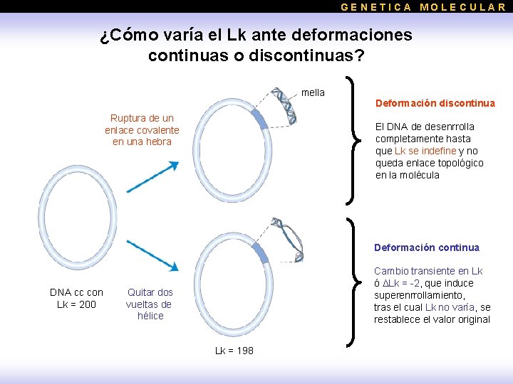 GENETICA MOLECULAR ¿Cómo varía el Lk ante deformaciones continuas o discontinuas? mella Ruptura de