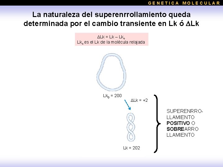 GENETICA MOLECULAR La naturaleza del superenrrollamiento queda determinada por el cambio transiente en Lk