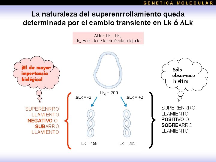 GENETICA MOLECULAR La naturaleza del superenrrollamiento queda determinada por el cambio transiente en Lk