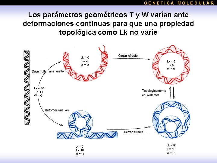 GENETICA MOLECULAR Los parámetros geométricos T y W varían ante deformaciones continuas para que