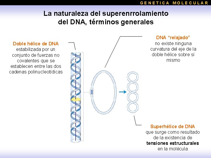 GENETICA MOLECULAR La naturaleza del superenrrolamiento del DNA, términos generales Doble hélice de DNA