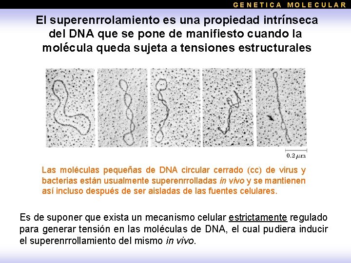 GENETICA MOLECULAR El superenrrolamiento es una propiedad intrínseca del DNA que se pone de