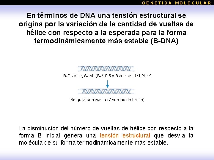 GENETICA MOLECULAR En términos de DNA una tensión estructural se origina por la variación