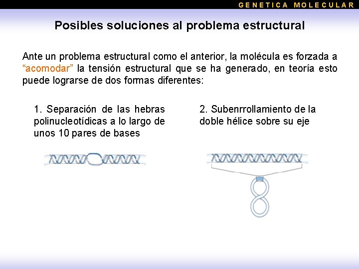 GENETICA MOLECULAR Posibles soluciones al problema estructural Ante un problema estructural como el anterior,