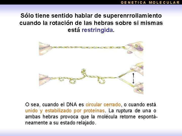GENETICA MOLECULAR Sólo tiene sentido hablar de superenrrollamiento cuando la rotación de las hebras