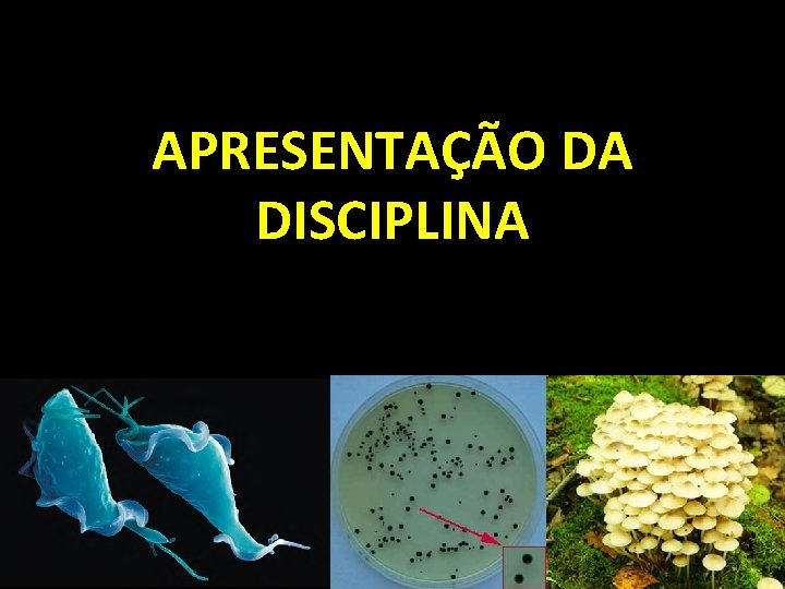 APRESENTAÇÃO DA DISCIPLINA 