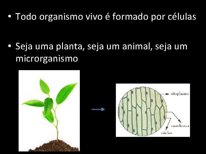  • Todo organismo vivo é formado por células • Seja uma planta, seja