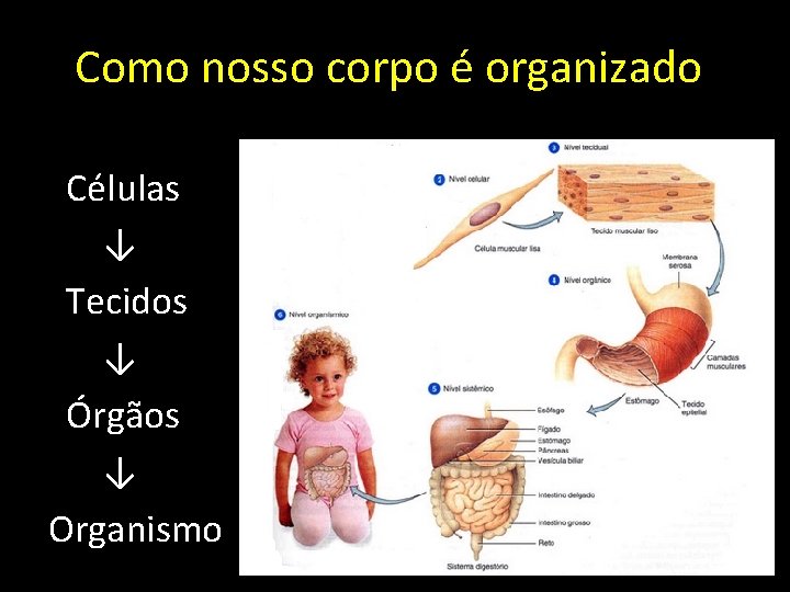 Como nosso corpo é organizado Células ↓ Tecidos ↓ Órgãos ↓ Organismo 