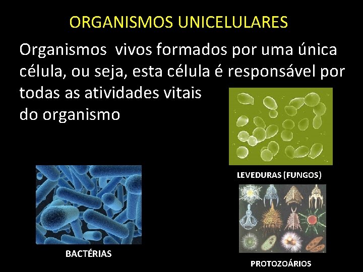 ORGANISMOS UNICELULARES Organismos vivos formados por uma única célula, ou seja, esta célula é